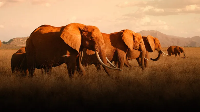 The Elephant Queen poster