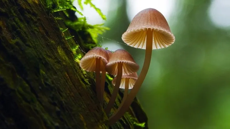 Fantastic Fungi poster