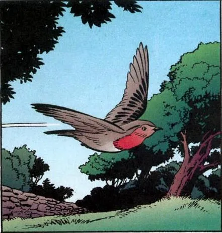 Cock Robin comic character