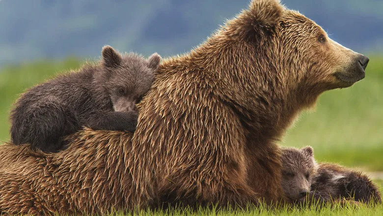 Bears poster