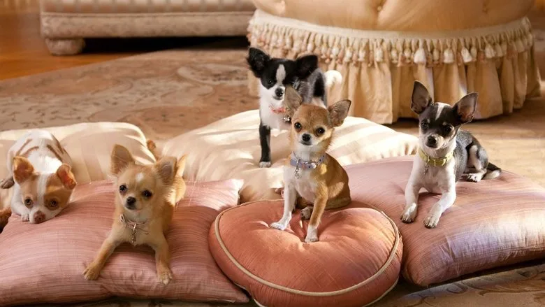 Beverly Hills Chihuahua 2 TMDB poster or backdrop