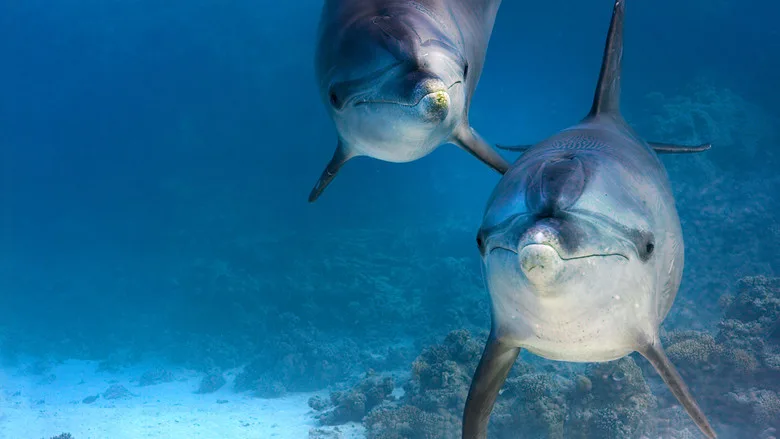 Dolphin Reef poster