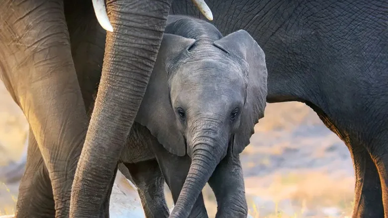 Elephant poster