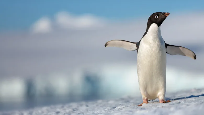 Penguins poster