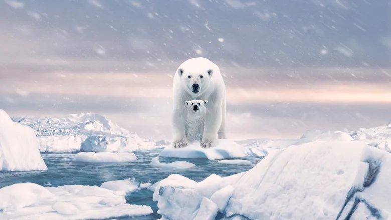 Polar Bear poster