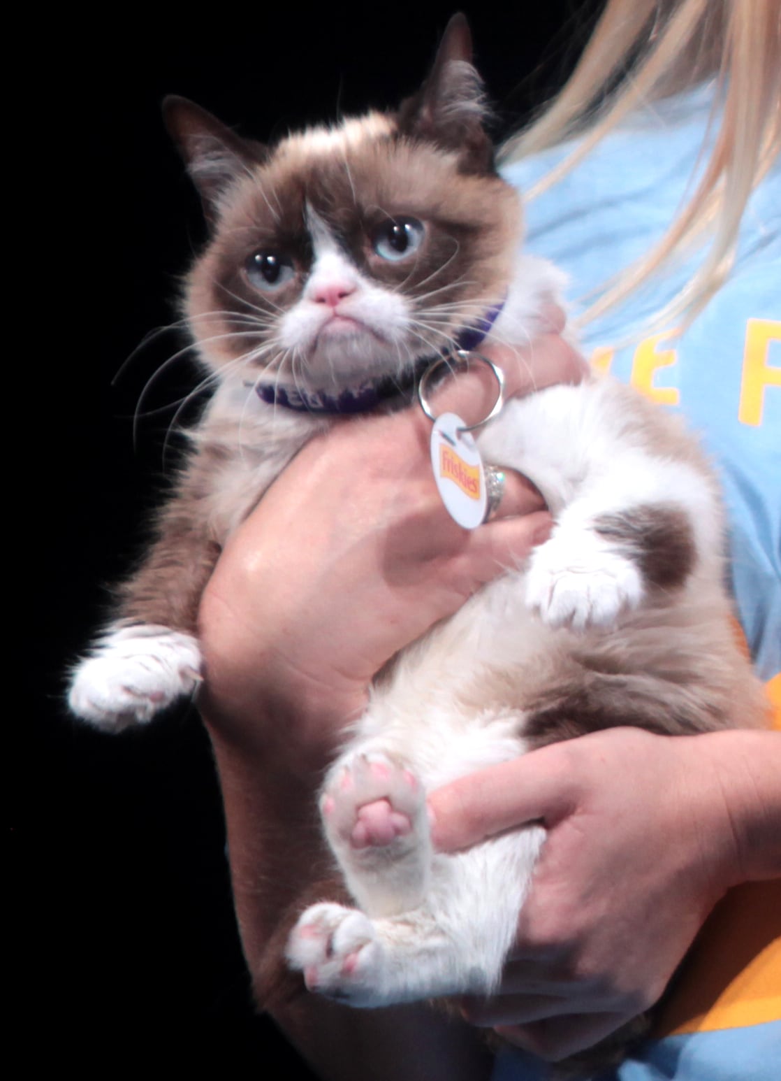 Grumpy Cat reference image