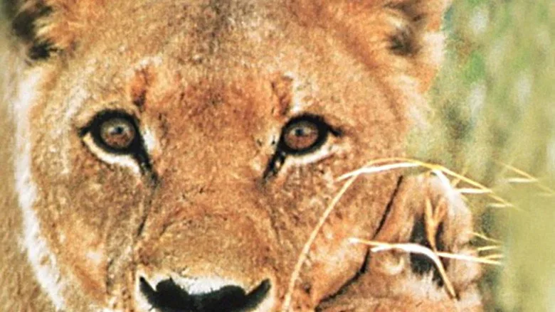 Born Free movies in order