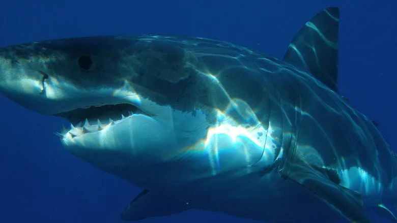 Shark Attack movies in order