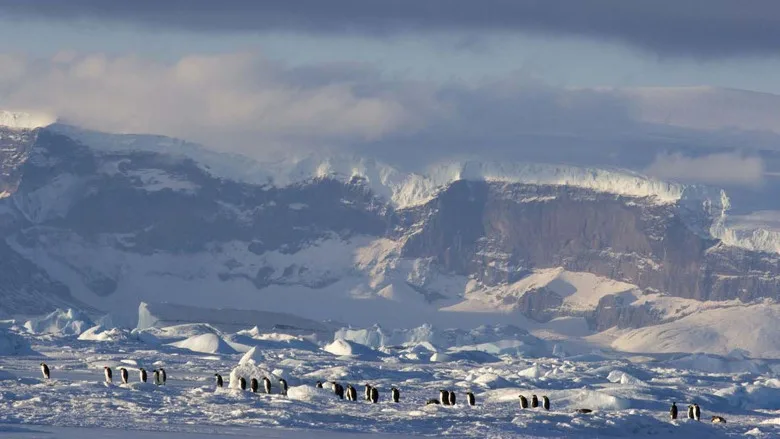 March of the Penguins 2: The Next Step poster
