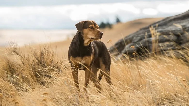 A Dog's Way Home TMDB poster or backdrop