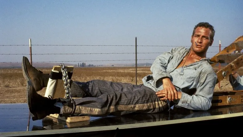 Cool Hand Luke TMDB poster or backdrop