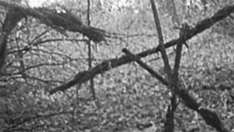 The Blair Witch Project TMDB poster or backdrop