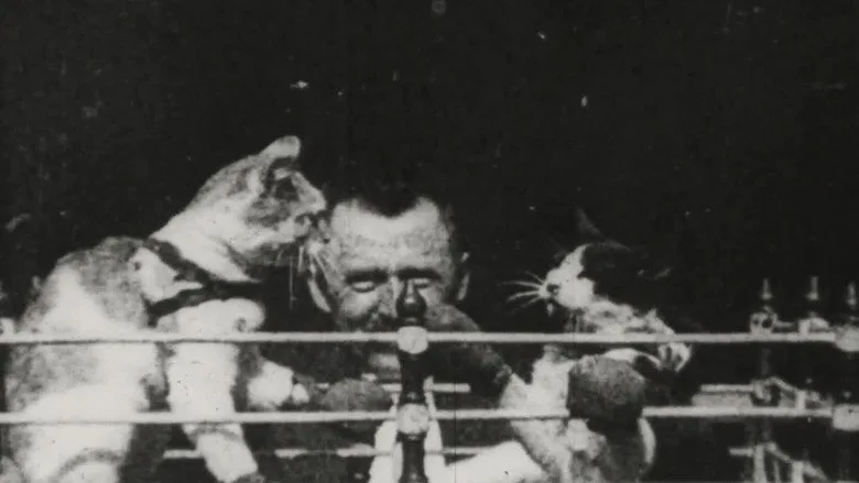 The Boxing Cats poster