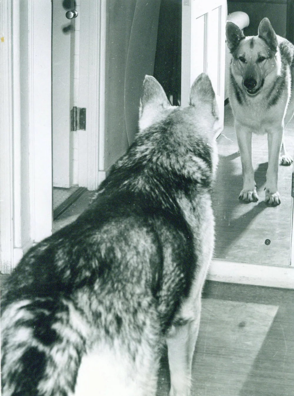 Rin Tin Tin comic character