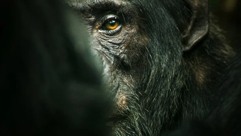 Chimp Empire poster