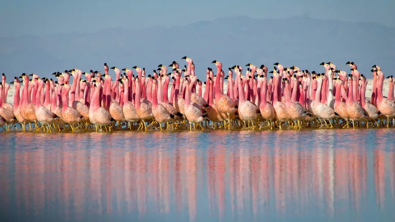 Planet Earth II poster